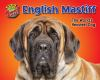 English_mastiff