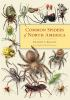 Common_spiders_of_North_America