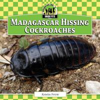 Madagascar_hissing_cockroaches