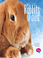 Pet_Rabbits_Up_Close