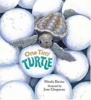 One_tiny_turtle