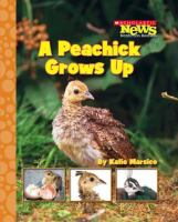 A_peachick_grows_up