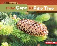 From_cone_to_pine_tree
